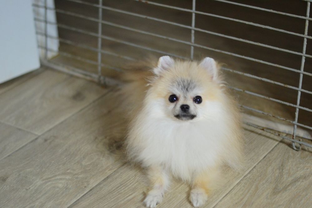 Лялькова дівчинка