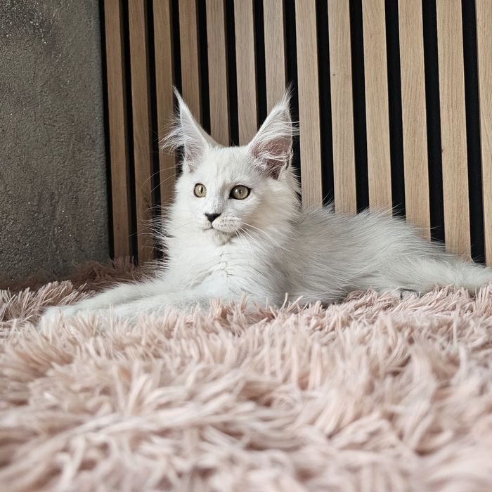 Kocurek Maine coon rodowód fpl hodowlany do hodowli