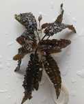 Roślina akwariowa Cryptocoryne wendtii brown