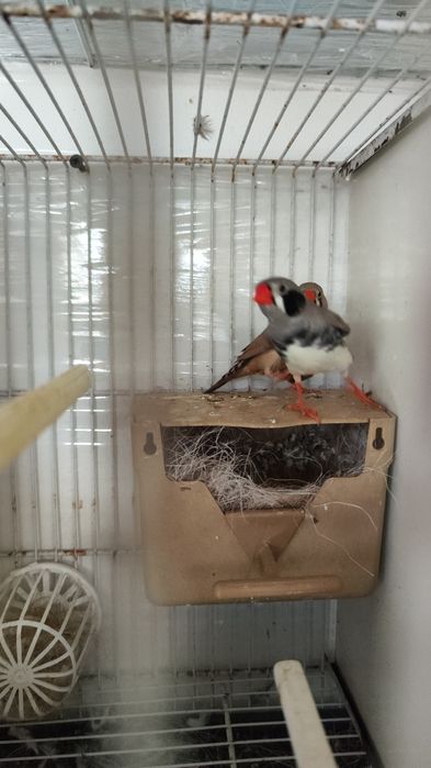 Diamante Mandarim - Casal