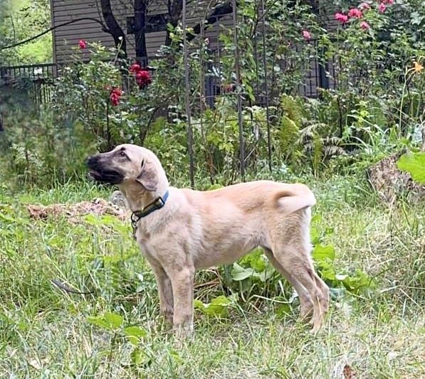 Kangal suczka 4 miesiace FCI