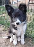Piesek Border Collie ZKWP/FCI