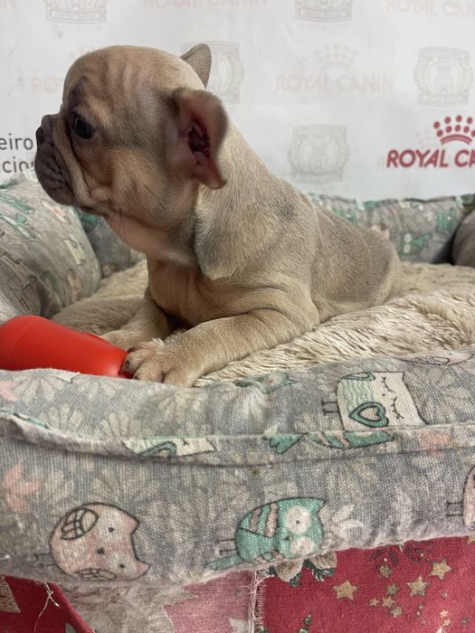 Bulldog  frances   Lilac fawn top