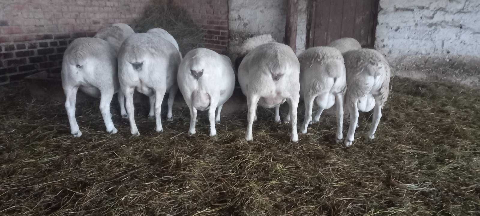 Продам вівці ДОРПЕР
