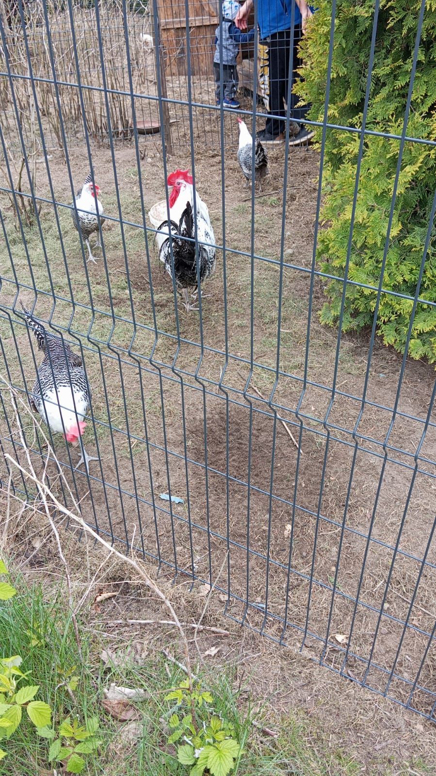 Jajka lęgowe kur brakla srebrna