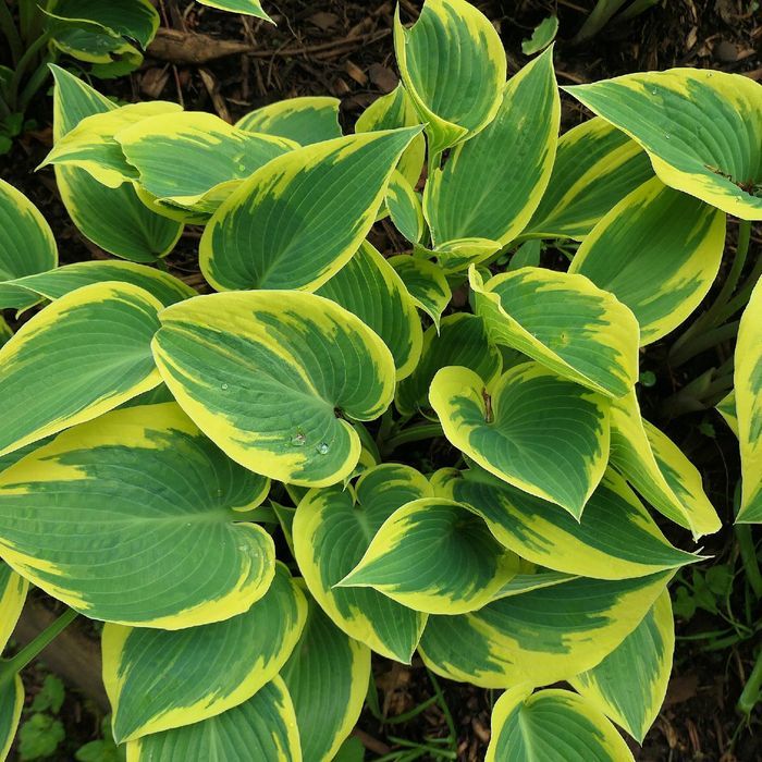 Funkia Hosta 'First Frost' W DONICZCE 2.0L Żółte brzegi, liście