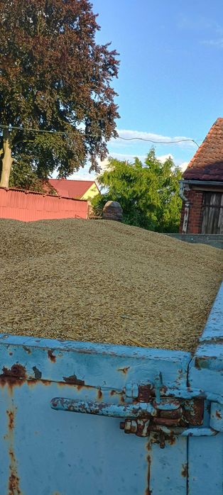 Pszenica i mieszanka zbożowa 2025