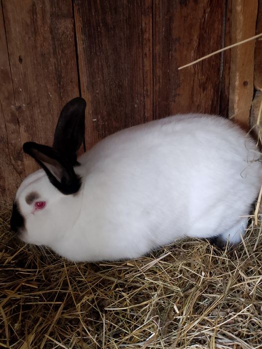 Sprzedam króliki kc samce