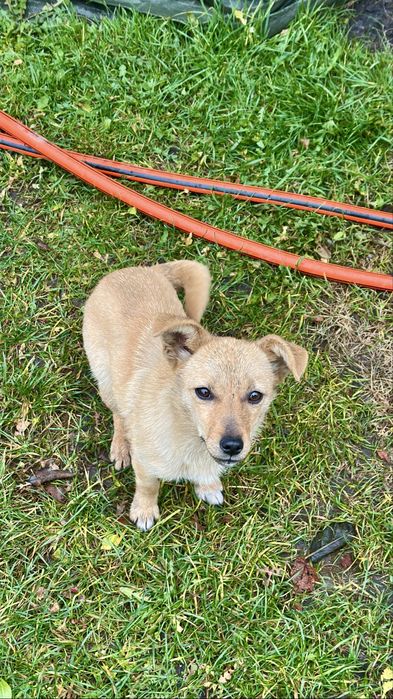Безкоштовно в добрі руки