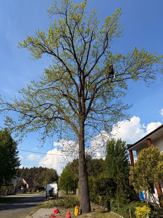 Wycinka drzew • Rębakowanie • Wynajem rębaka z dowozem