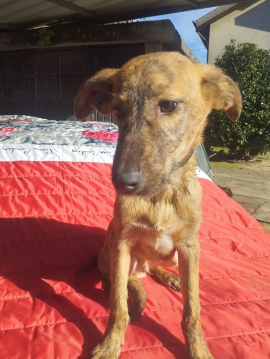 Caramelo para adoção muito responsável