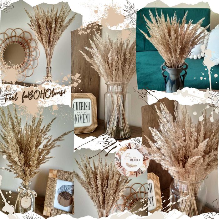 Suszona trawa trzcina boho pampasowa