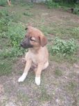 Цуценята невеликі