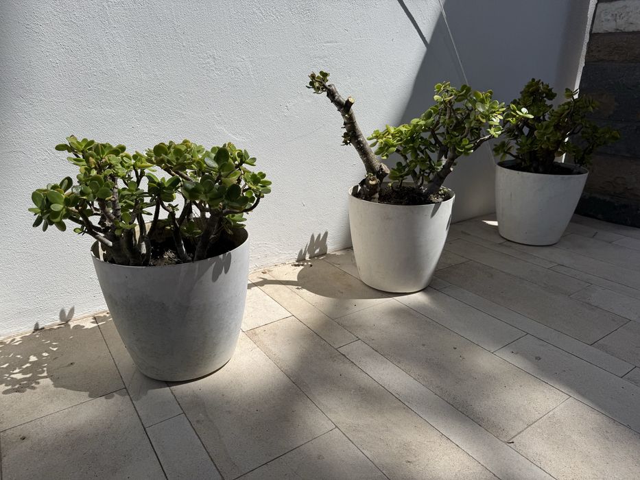 Planta Suculenta Jade - Cacto com Vaso Branco | Interior e Exterior