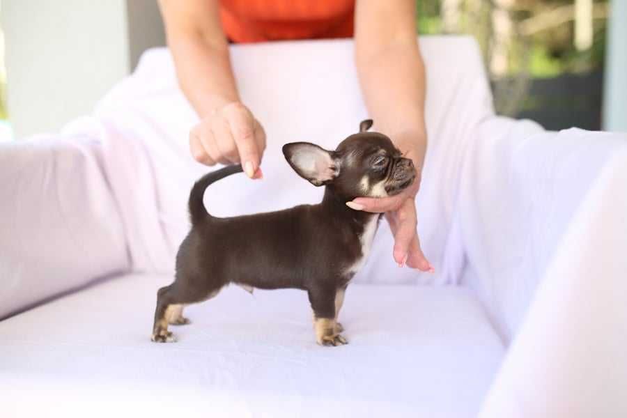 Chihuahua czekoladowy piesek krótkowłosy, wystawowy FCI ZKWP