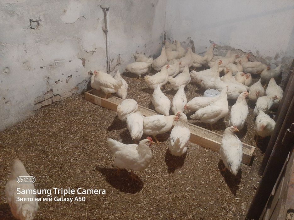 Кури несучки Качки Муларди Мулатки ,корм,Домінант,Ломан -сенді