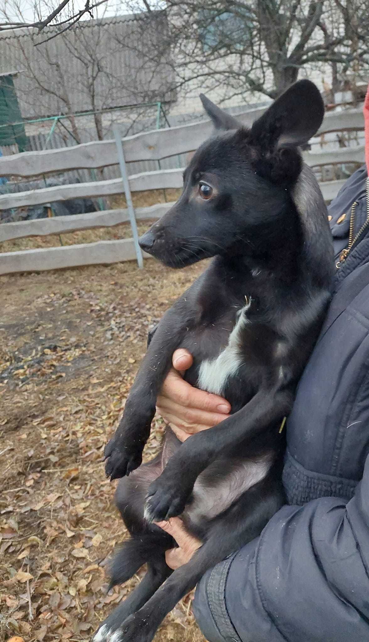 Віддам песика собаку
