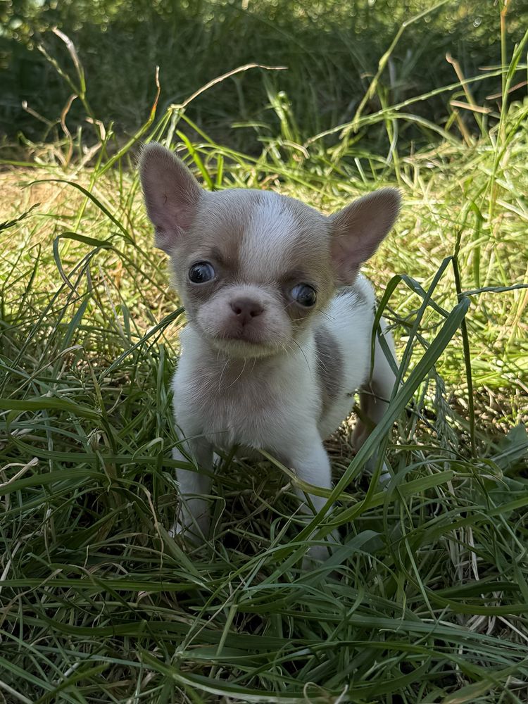 Chihuahua chłopak