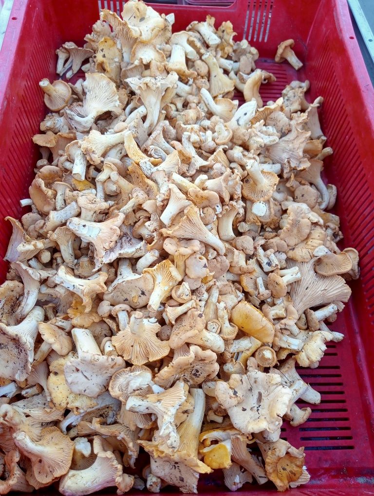 Grzyby świeże 5 kg