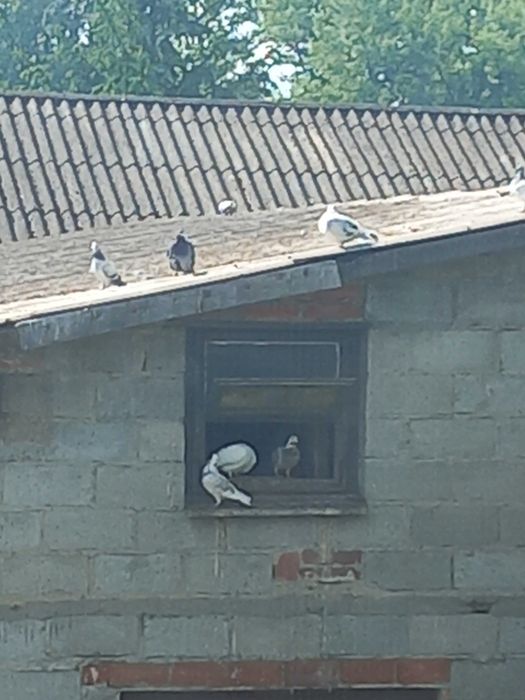 Gołębie za grosze..