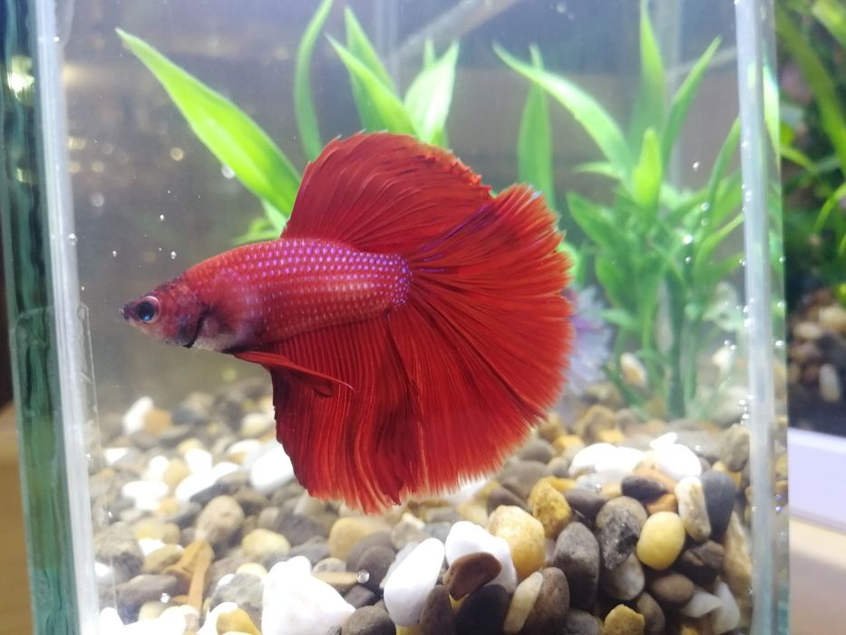 Червона Рибка Півник Betta Halfmoon red. Халф мун. Напівмісяць