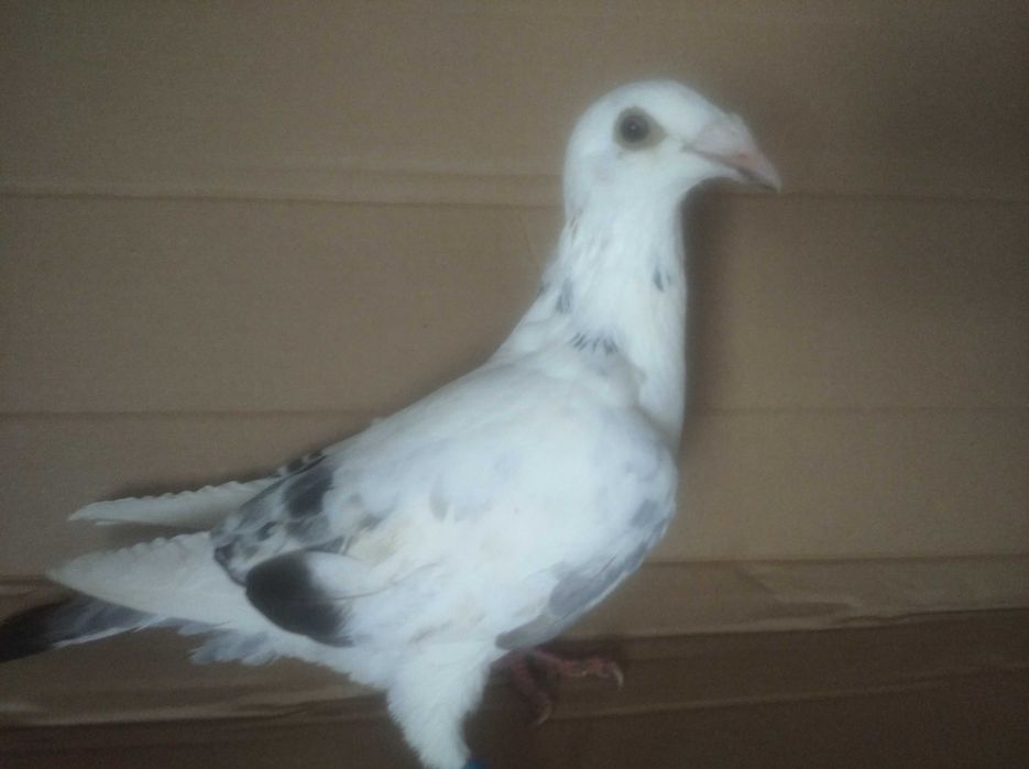 Gołębie staropolskie