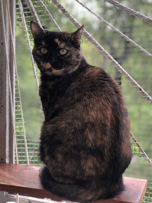 Кошечка 2 ,5 года отдам даром