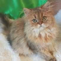 Доросла кицька золота шиншила