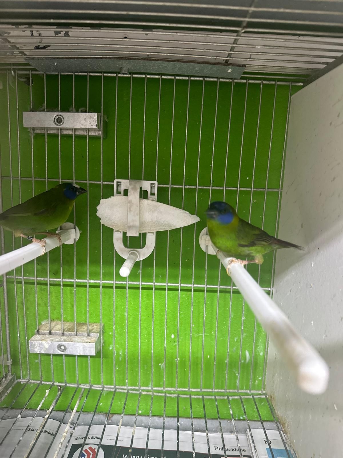 Vendo ao lote ou em casais varios exoticos