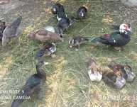 Patos mudos de várias idades