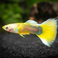 GB Gupik Tuxedo YELLOW