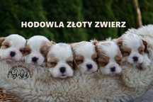 Piesek Cavalier King Charles Spaniel