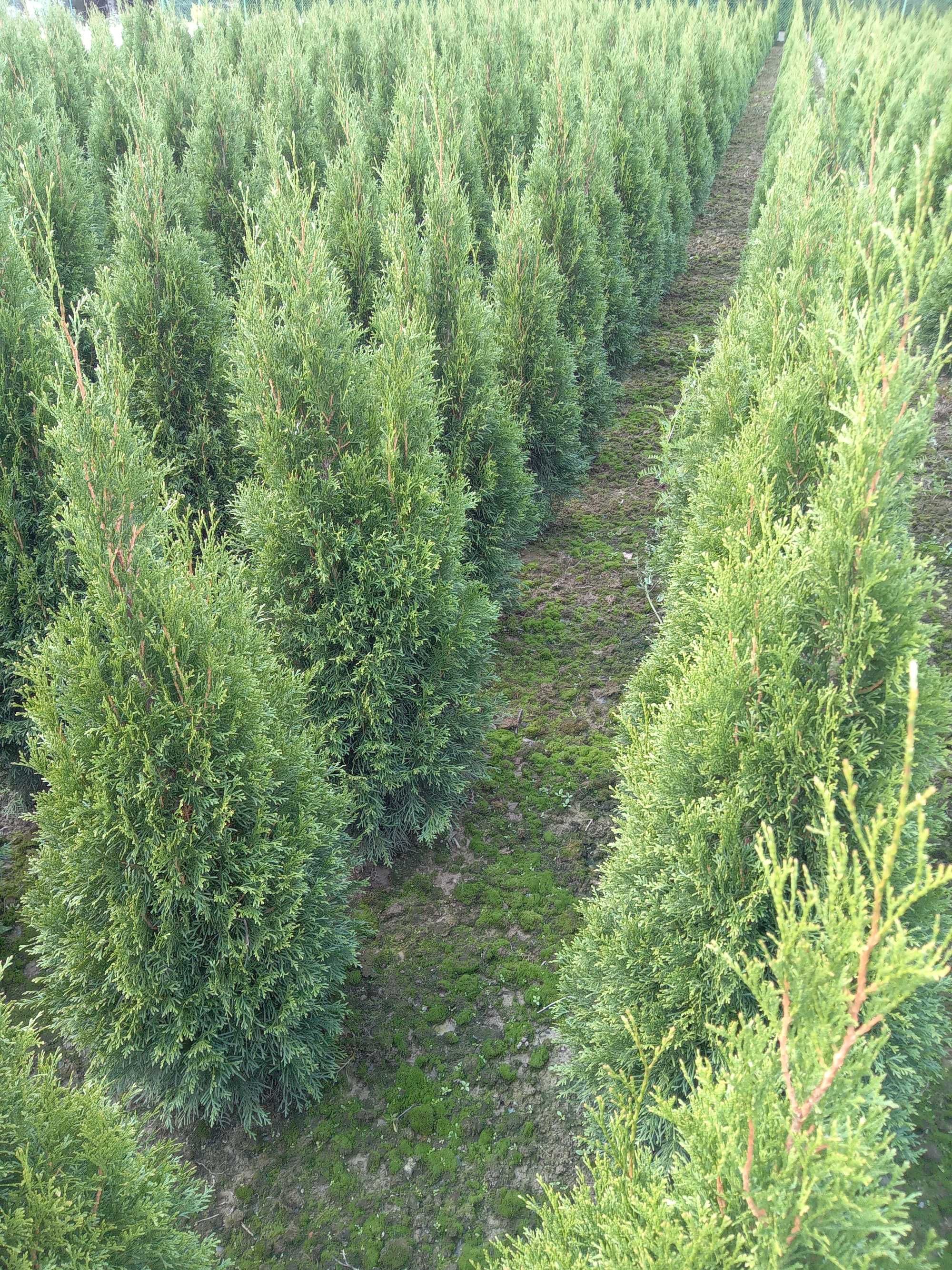 Thuja, tuja szmaragd 120-130 cm, gęsta, kopana z gruntu