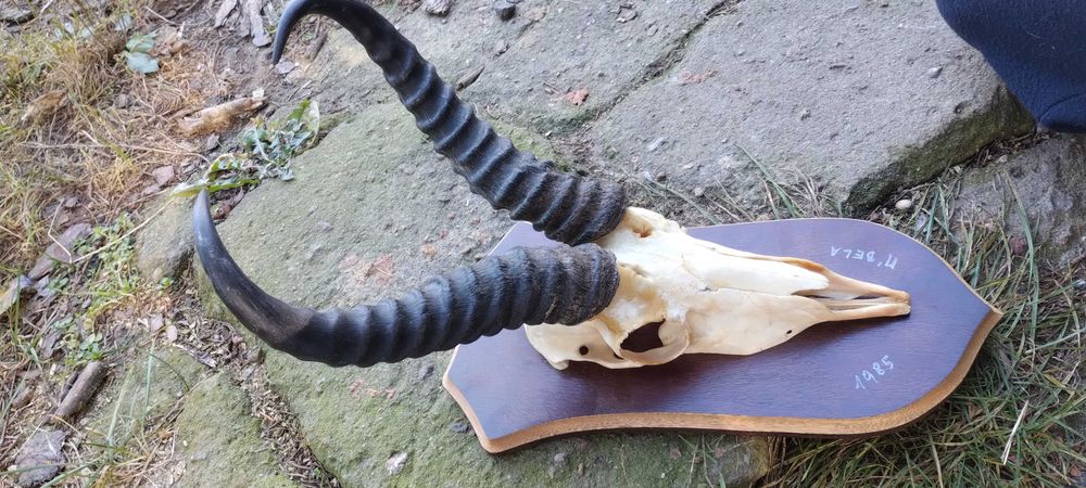 Antylopa Springbock rogi Afryka trofeum poroże