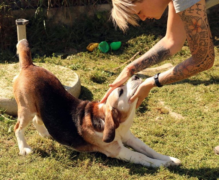 Kochane starsze beagle szukają domu