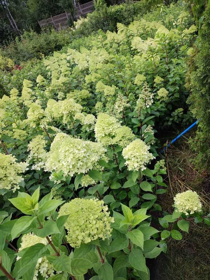 Hortensja Bukietowa Hydrangea paniculata