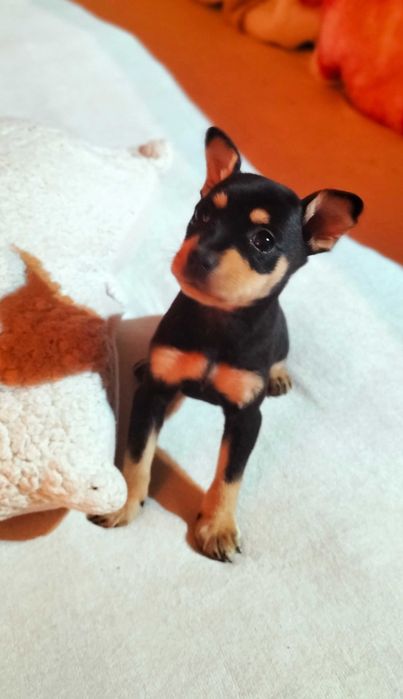 Pinscher fêmea belíssima