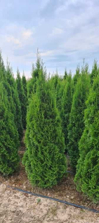 Tuja Szmaragd, Thuja Smaragd 220 cm i wyższe SUPER JAKOŚĆ, PRODUCENT