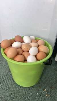Продам домашние  яйца