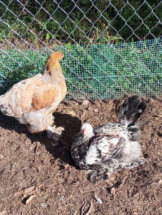 Koguty brahma  sprzedam