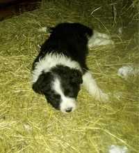 Border Collie szczeniak