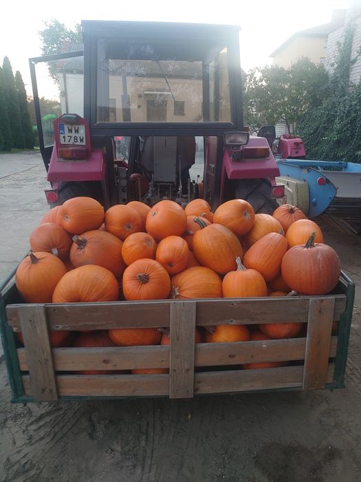 DYNIE halloween, jadalne oraz dekoracyjne