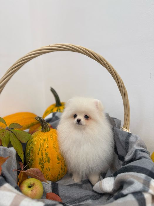 Міні хлопчик з документами КСУ