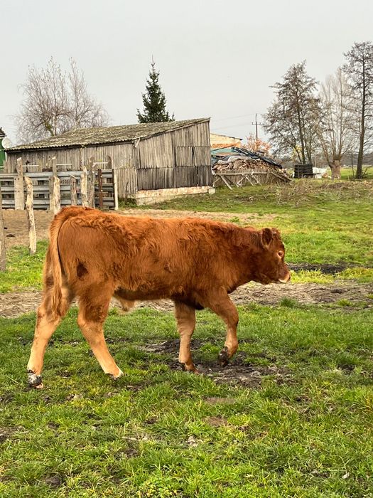 Byczki odsadki 16 sztuk