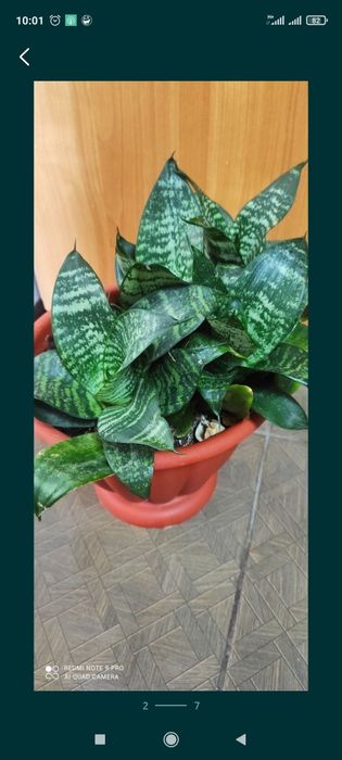 Сансевиерия или Тёщин язык цветок