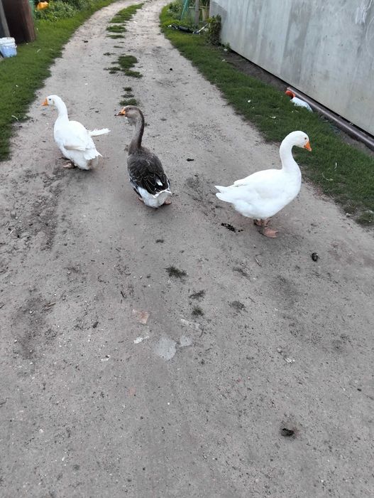 Gęsior i dwie gąski - sprzedam