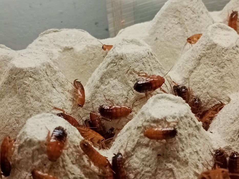 Таракан Туркменский