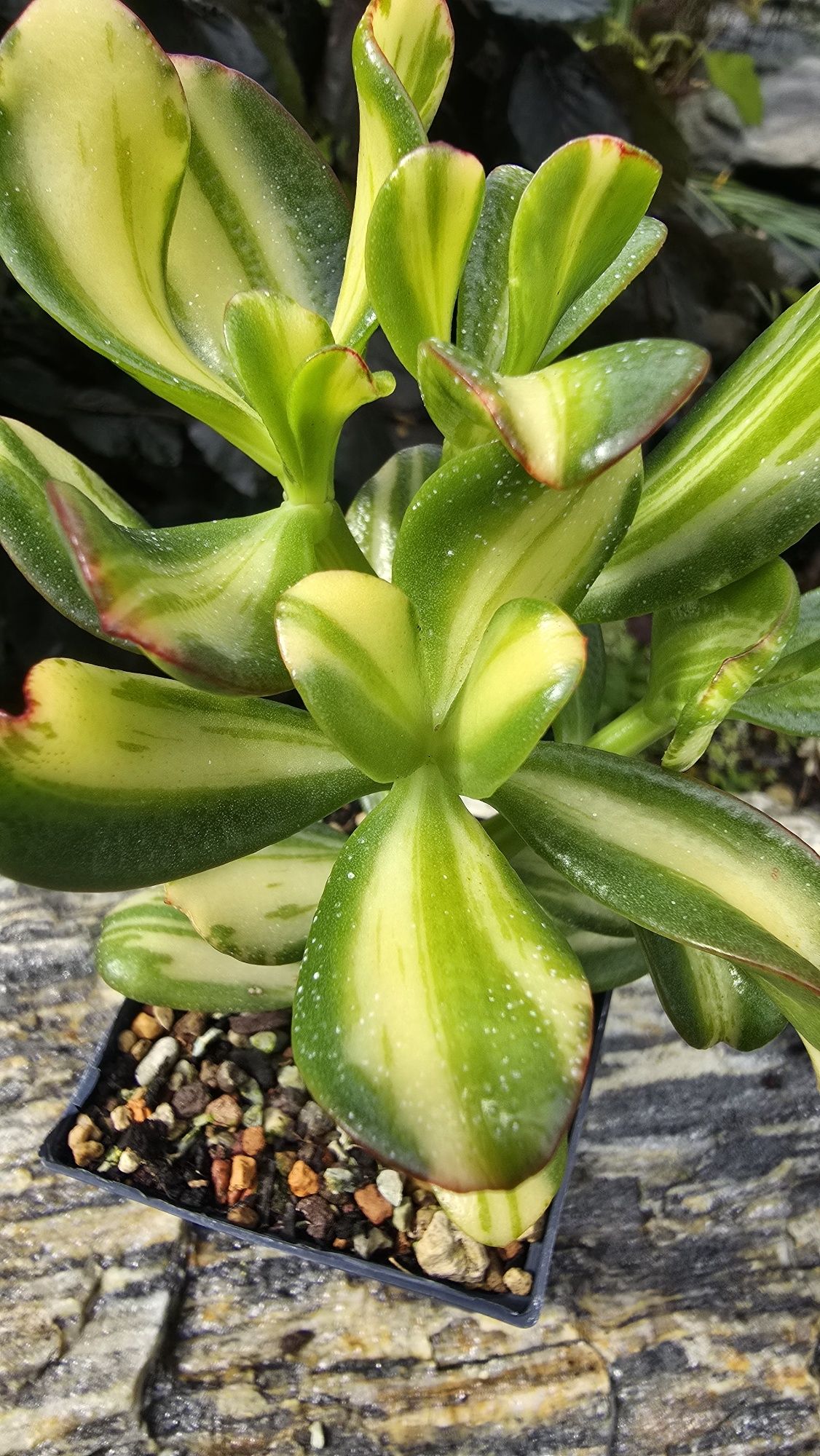 Grubosz Crassula Return of Beauty cv