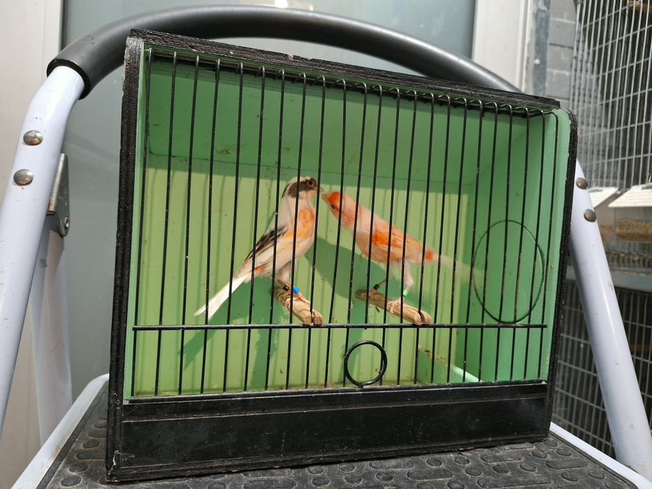 Canarios alecrim portugues