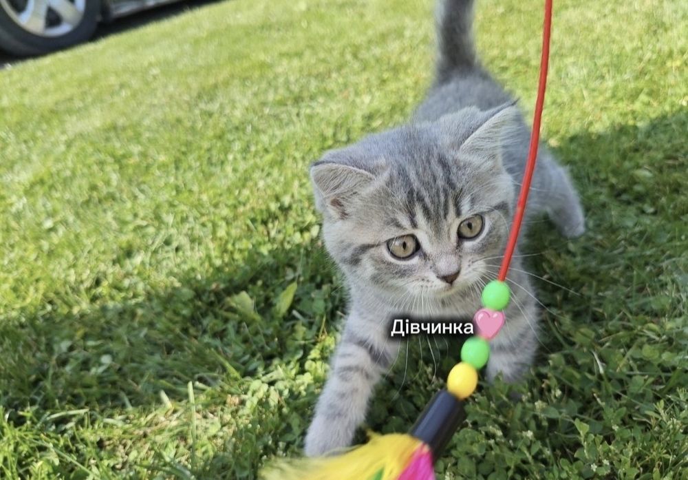 Котики шотландські прямовухі